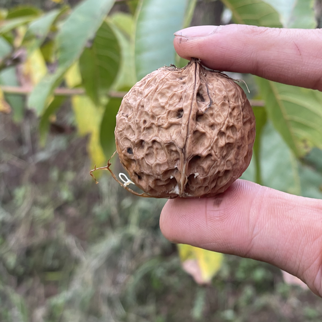 百年老树核桃无漂白休闲零食干核桃