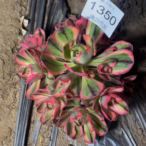 青花瓷多肉多肉1350