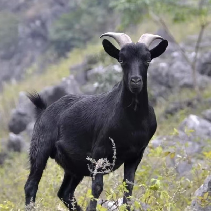 【羊脖】直播间称重改价链接 怀集汇农散养黑山羊 顺丰冷链包邮