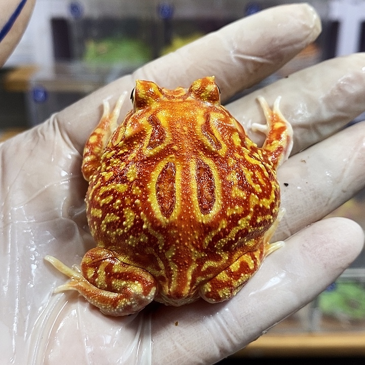 角蛙338号精品火龙角蛙