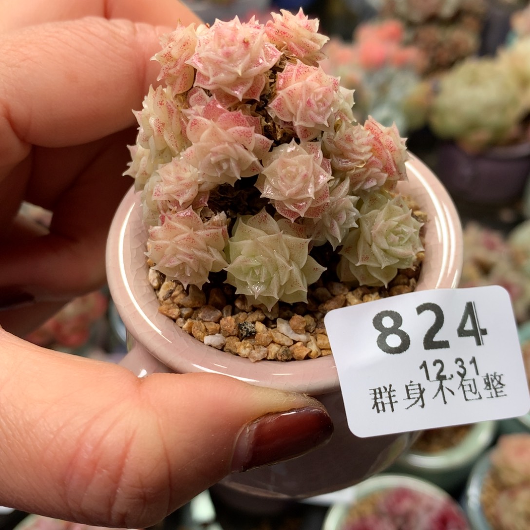 精控拇指盆12.31824