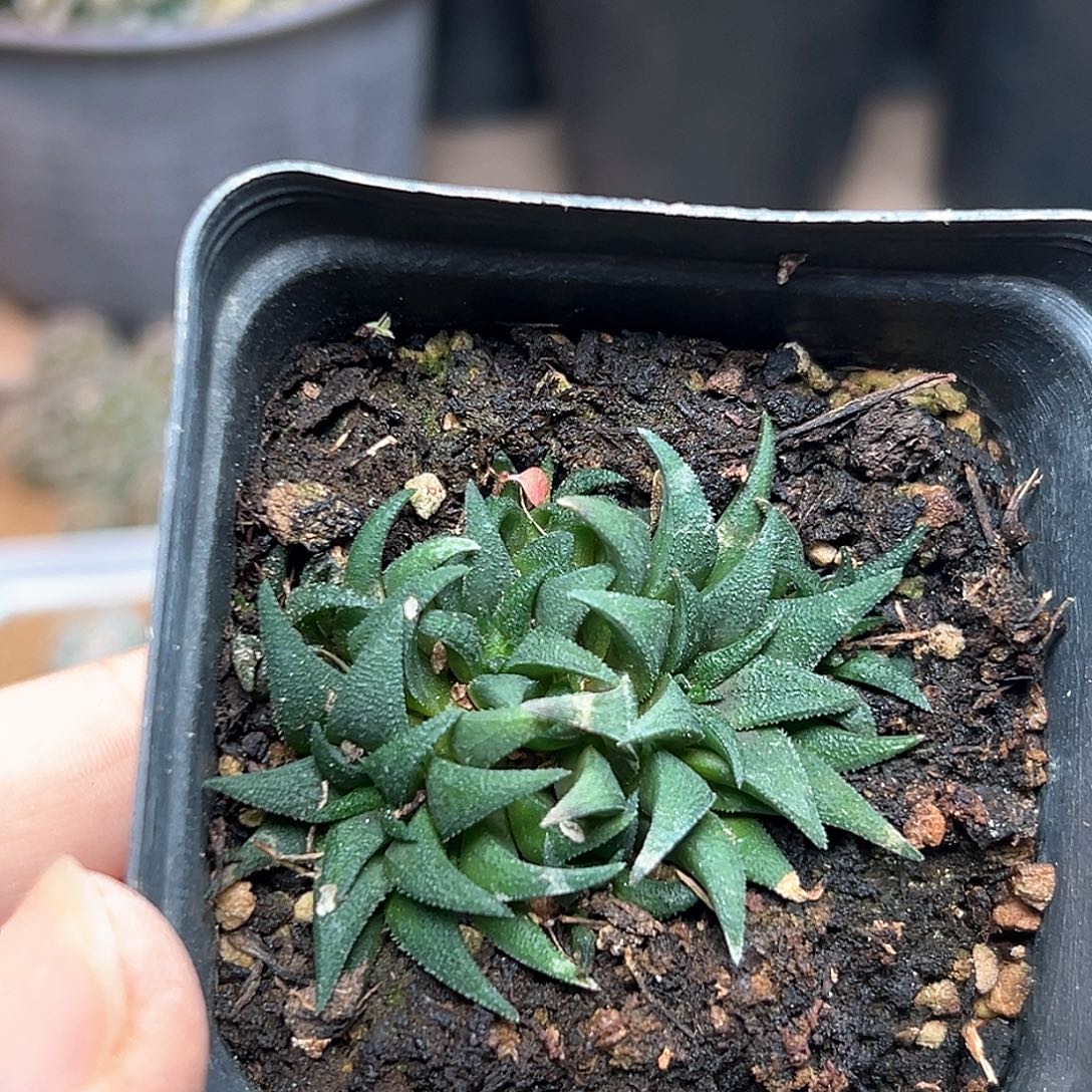 小型群鲛群蛟一颗