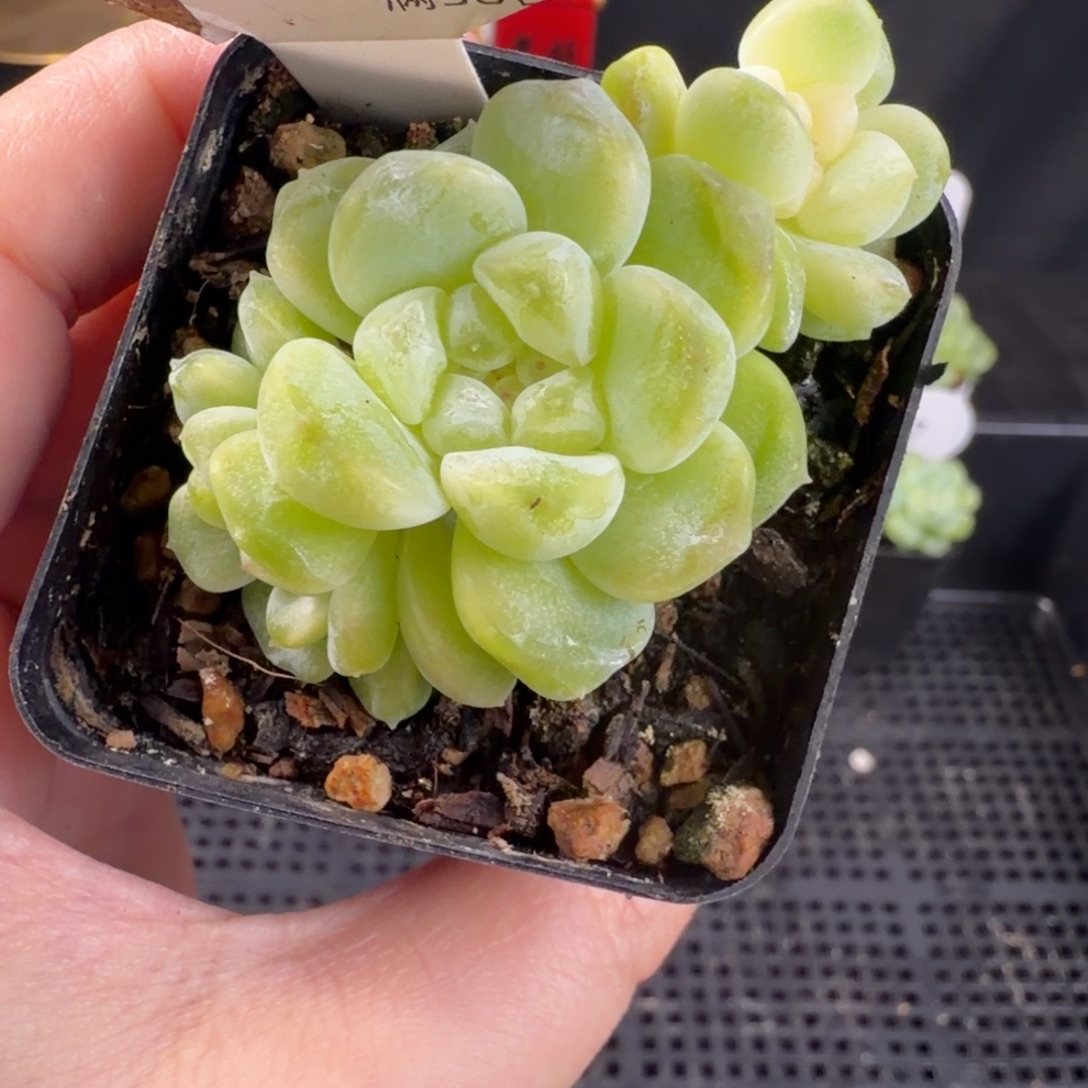 财富三头群170号一颗