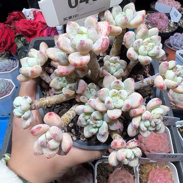 罗琦多肉植物040