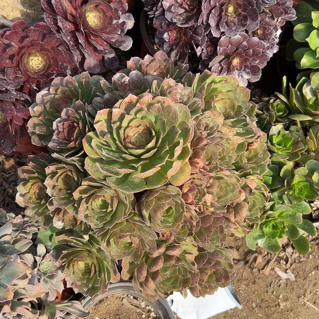 多肉植物万圣节老庄