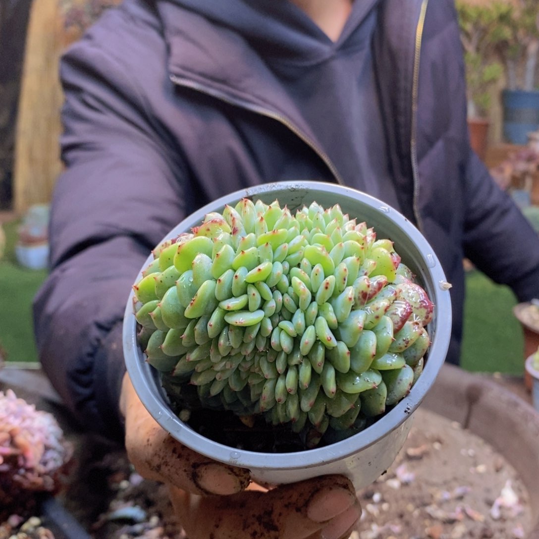 醋*85号白胖子缀化