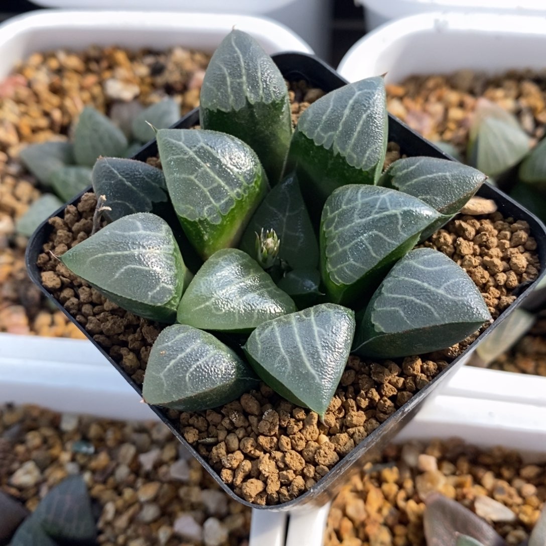 A***12653 一颗福利。    