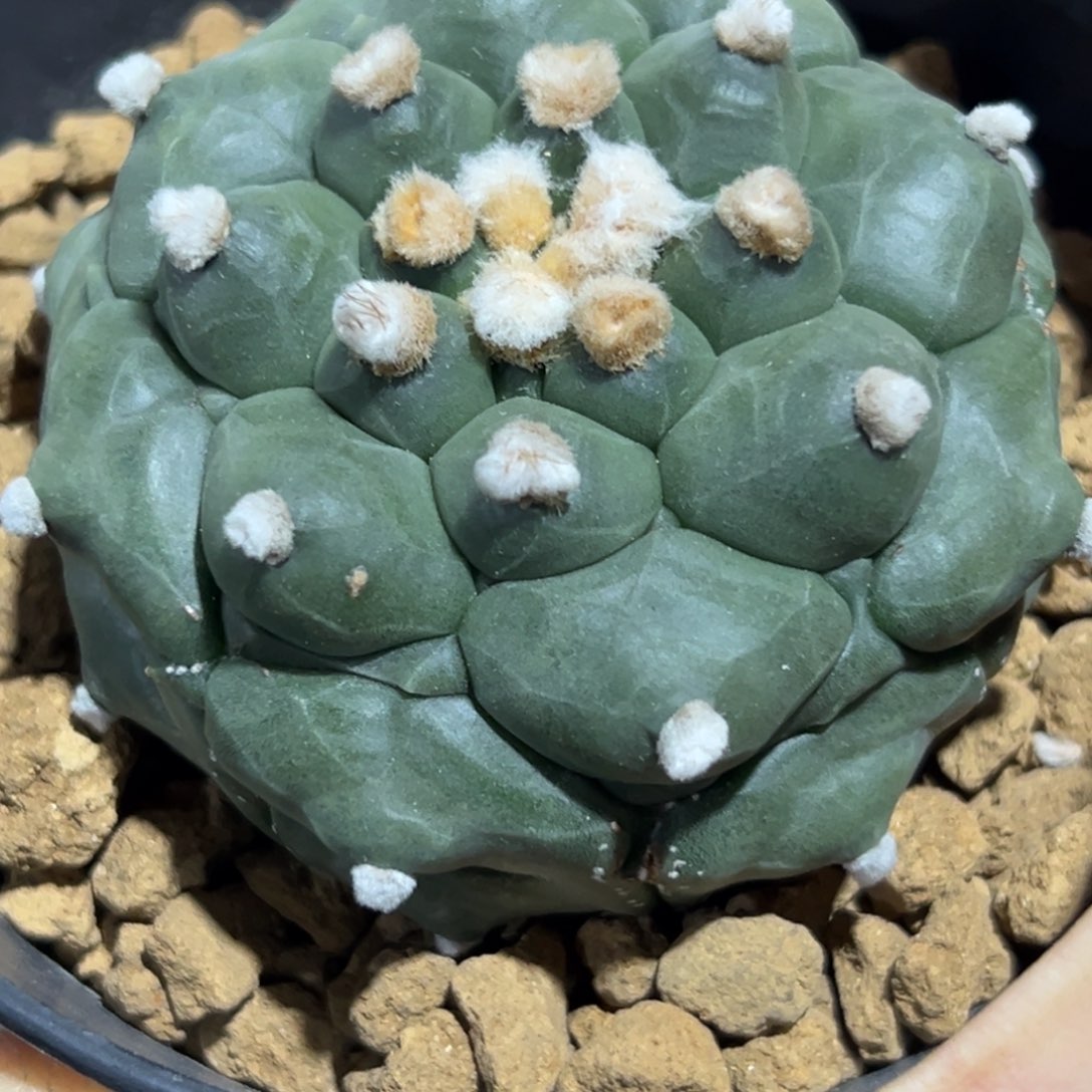 龟甲兜Wwwwwwww wwww w