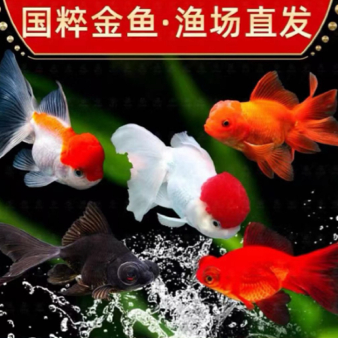 好养易活的国粹金鱼 观赏鱼8-10公分 11条全国包邮 随机不指定