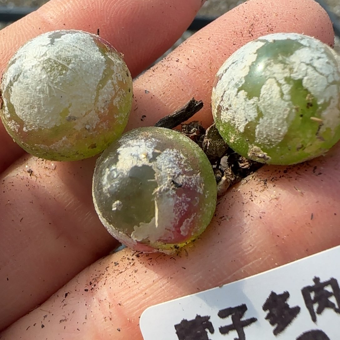 613三颗有裂痕福利处