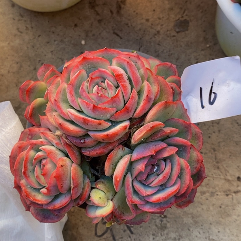 【闪购商品】执**?多肉植物
