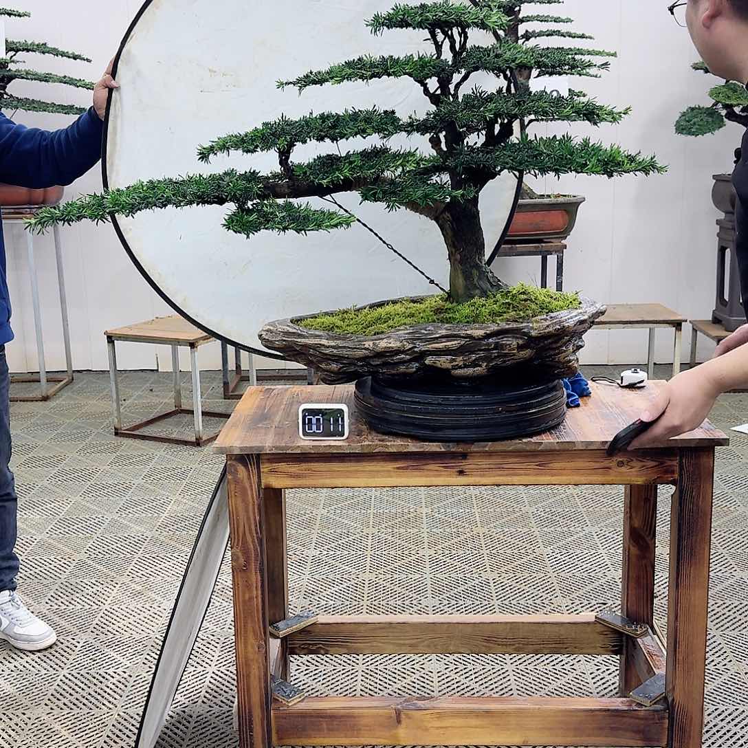 盆景米叶罗汉松盆景