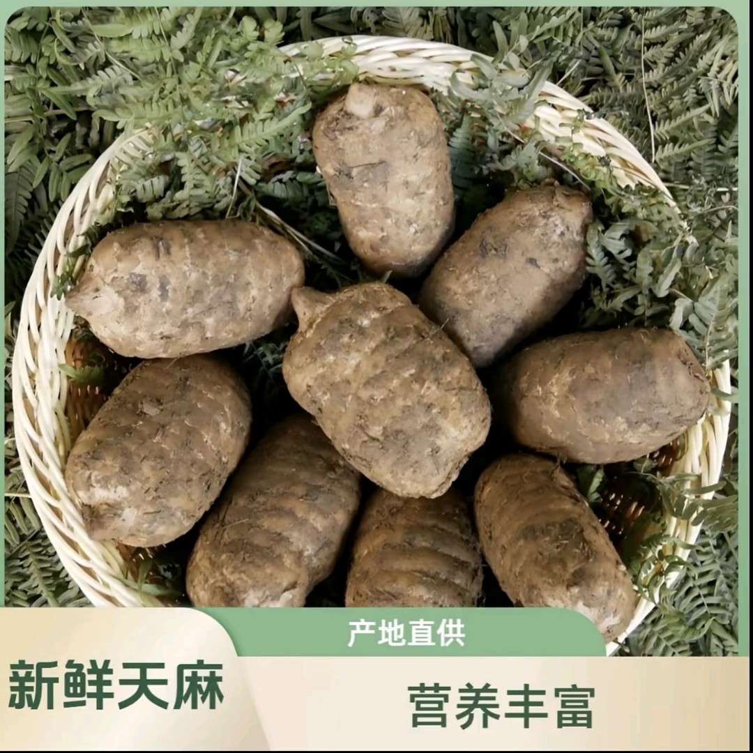 贵州正宗新鲜乌天麻煲汤泡酒佳品现挖现发