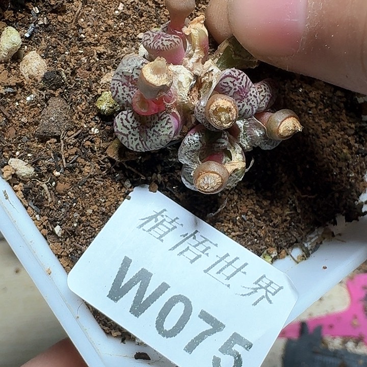 075号多肉植物哇cv