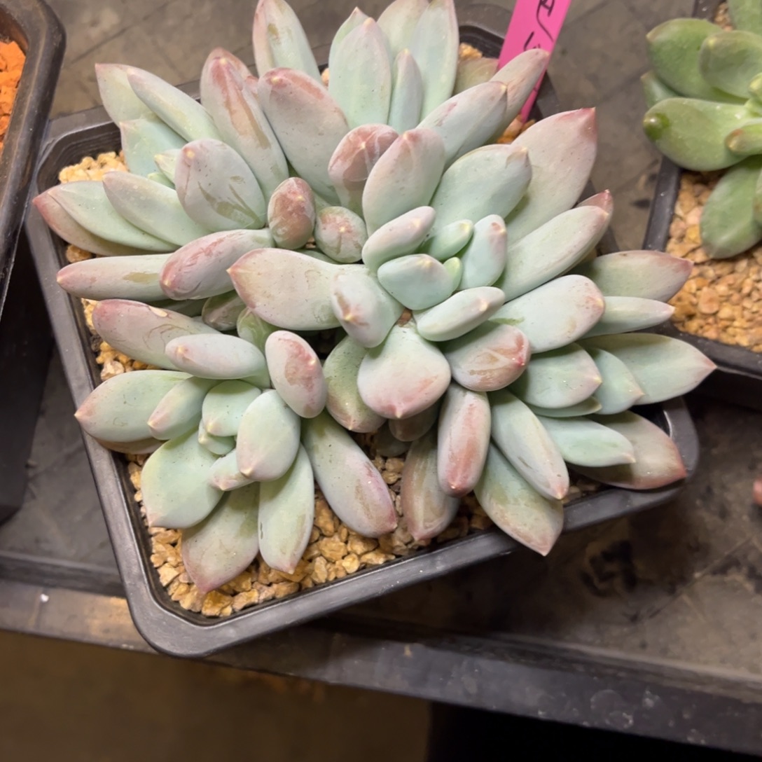 ****巴美人杂交脱土发货。