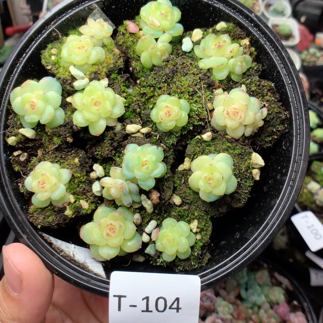 无花朵T104英语英语