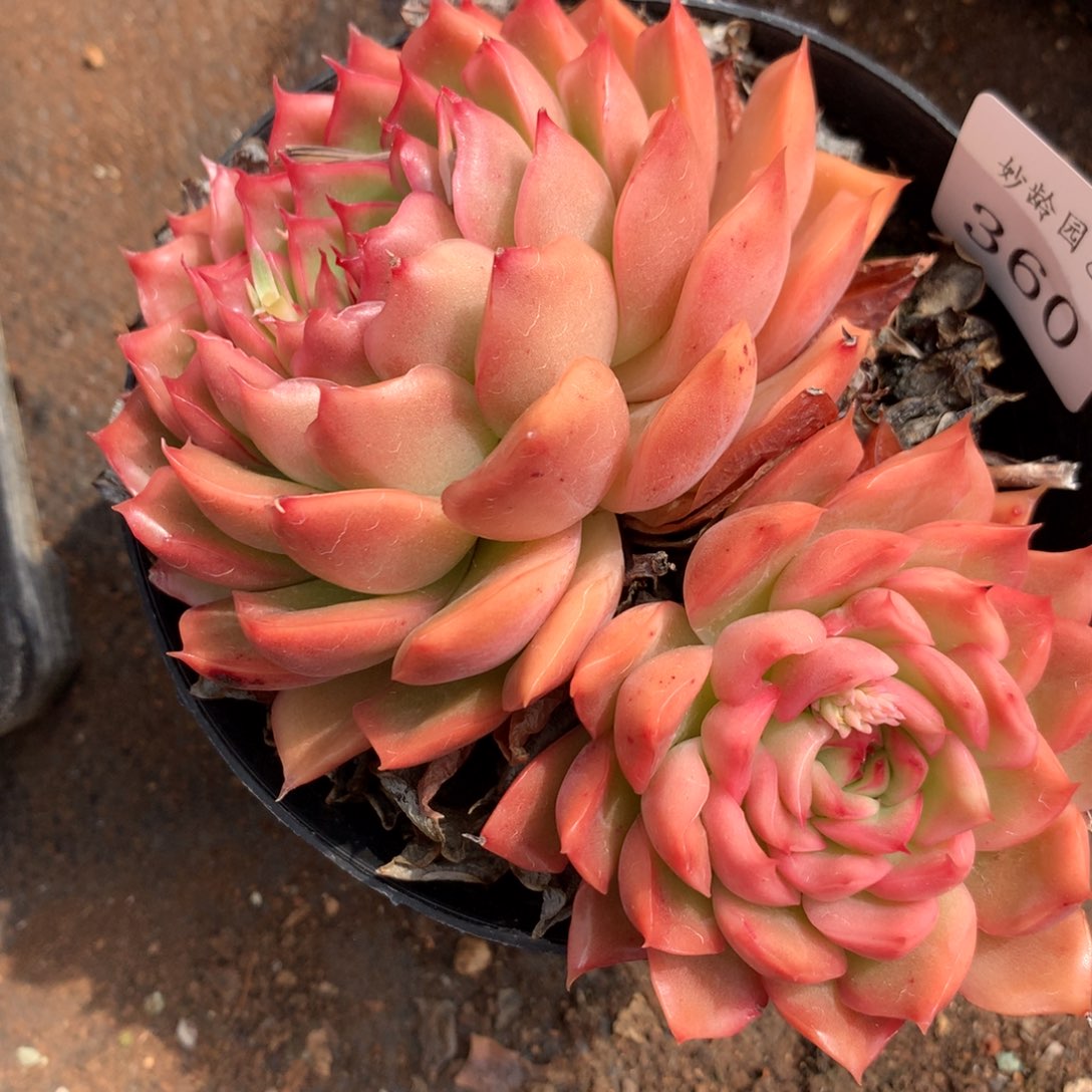 360新年快乐发发发