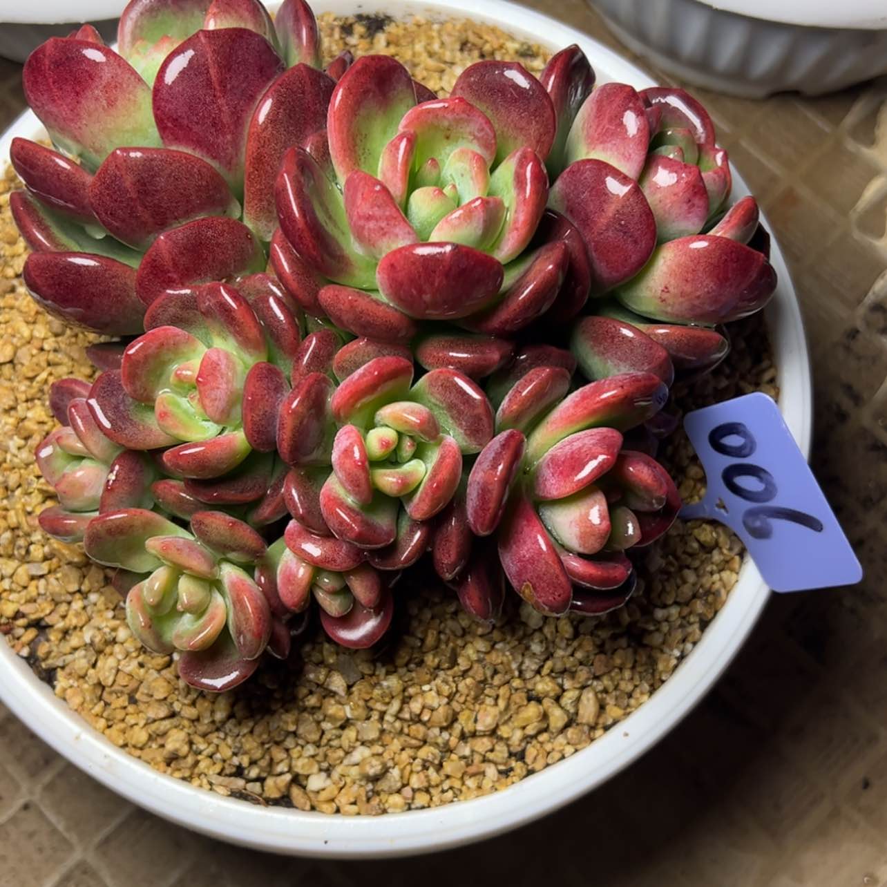 【闪购商品】英*006聚宝盆多肉植物58