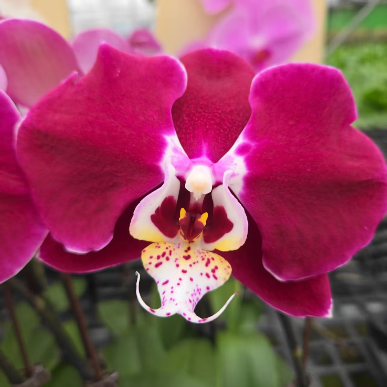 成功【幻影】蝴蝶兰精致花卉盆栽四季植物