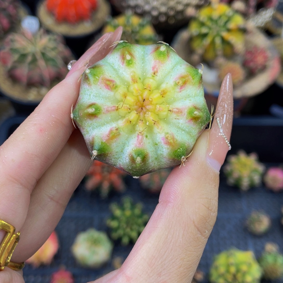 白轮回00000000000113