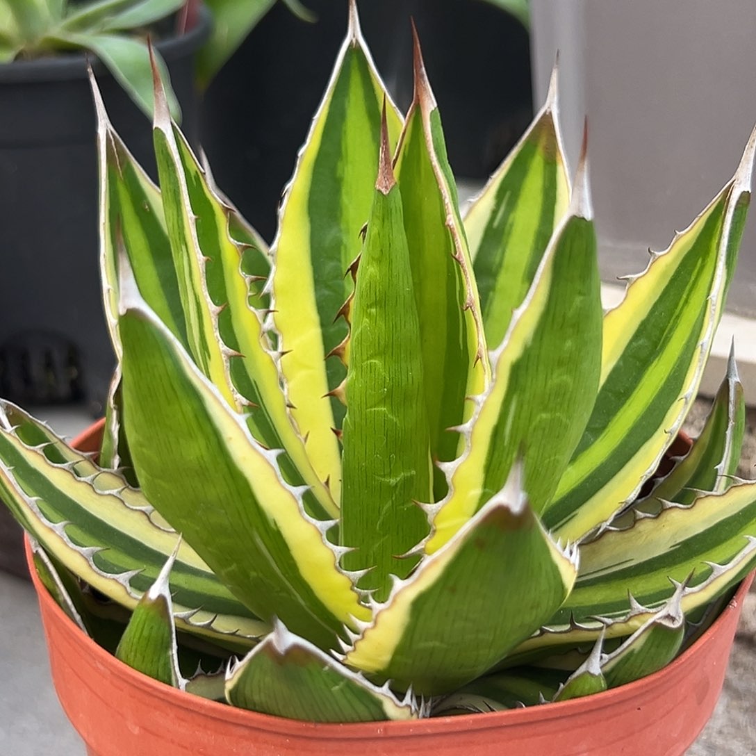 五色万代一物一拍偏远不包邮不退不换