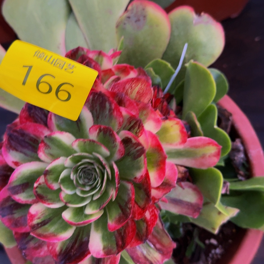 大***图166号多肉植物伯爵