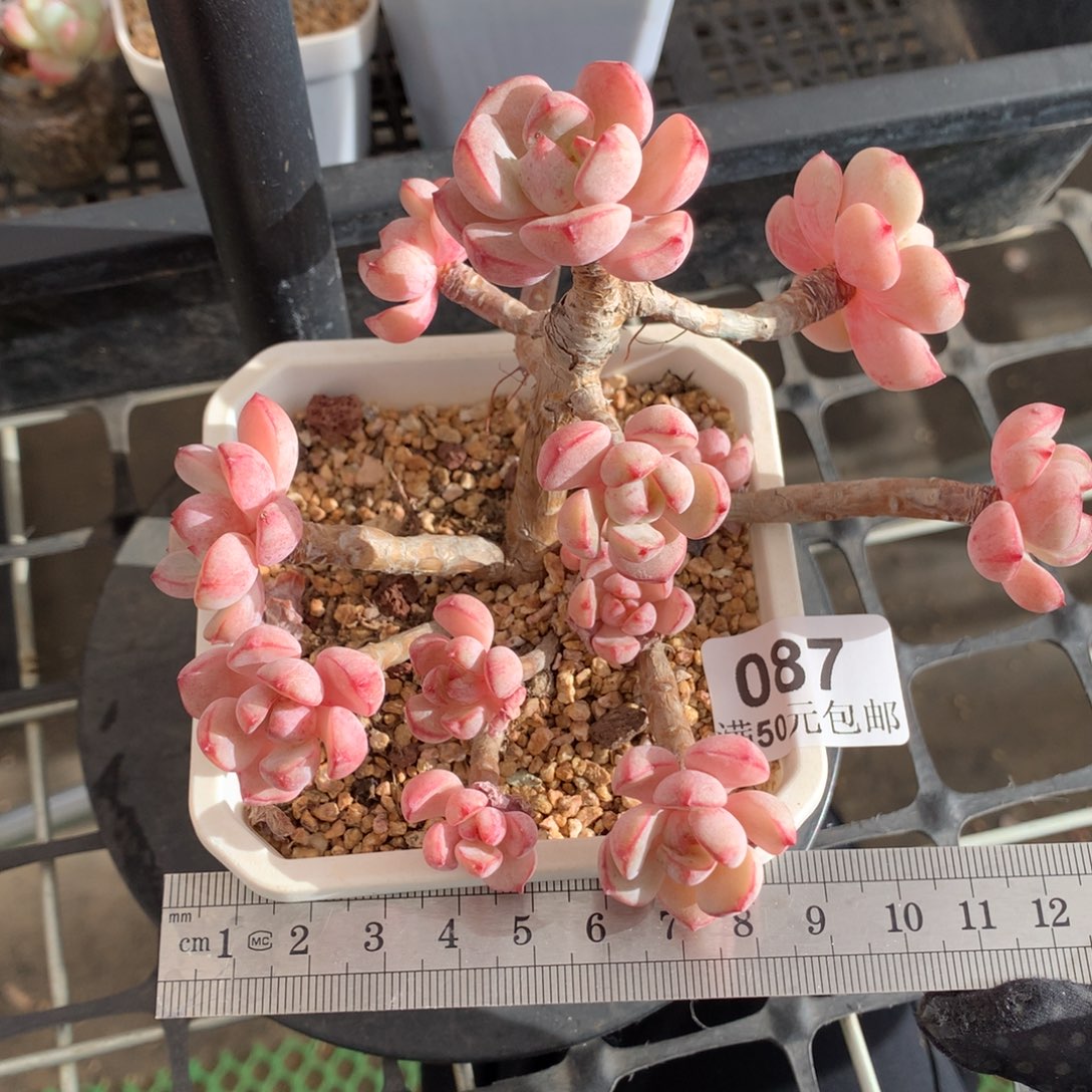 87香草整桩群冠服12