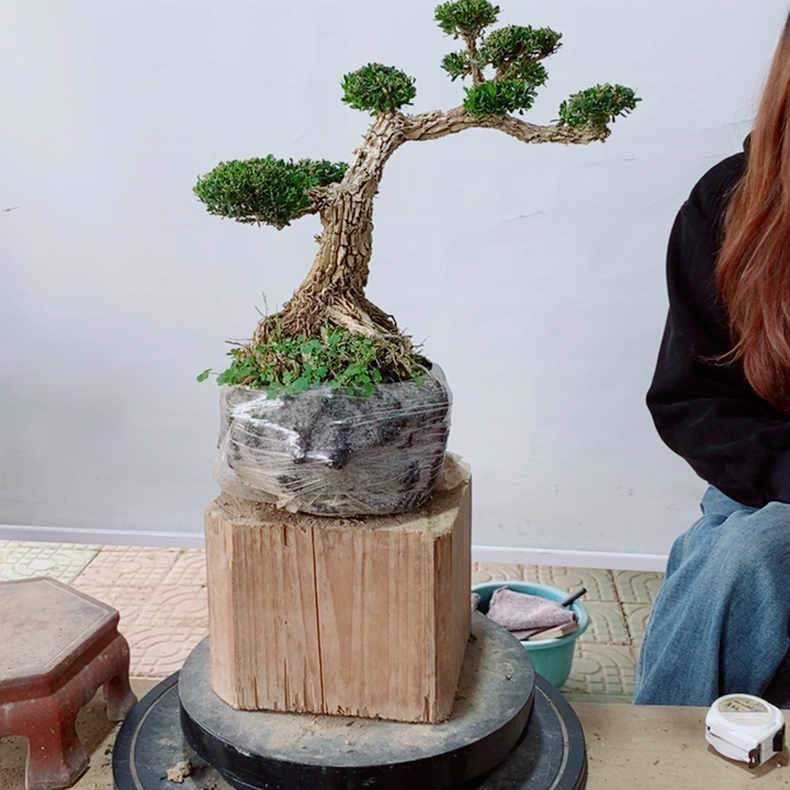 无花朵ζ**旧黄杨广东