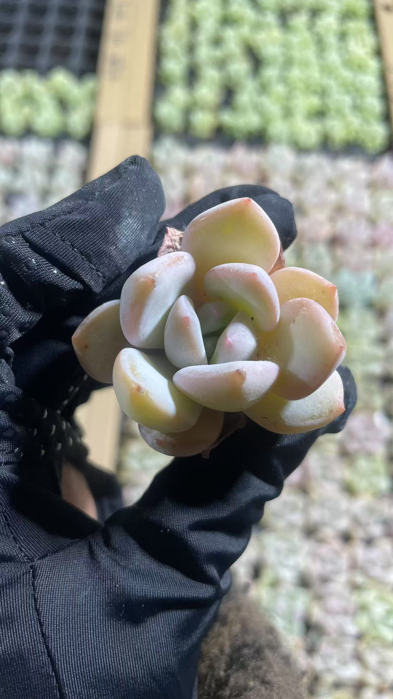 85香雪多肉植物2颗