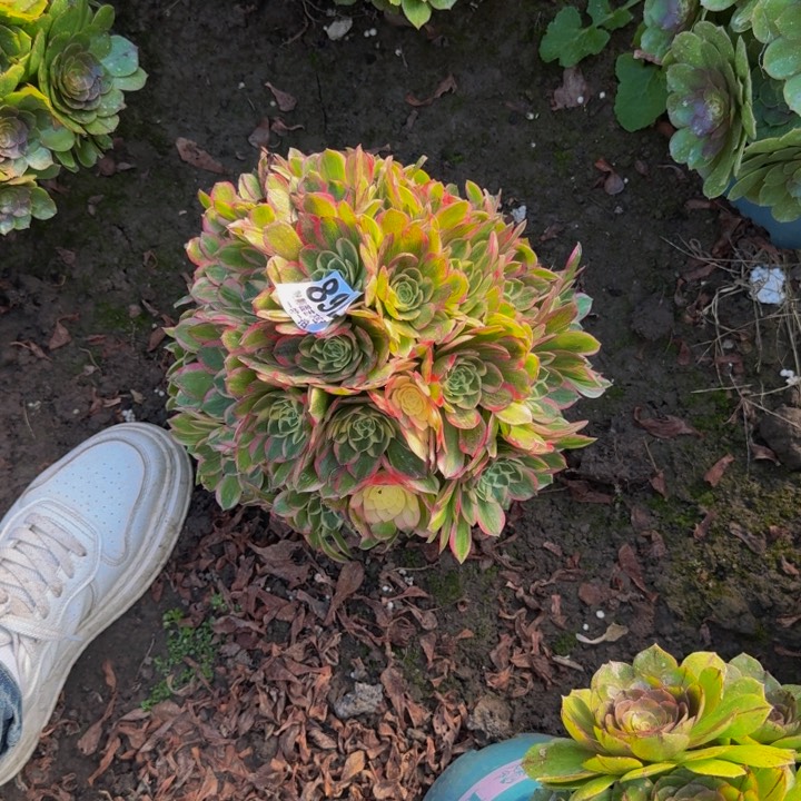 海王花27-14包邮花花