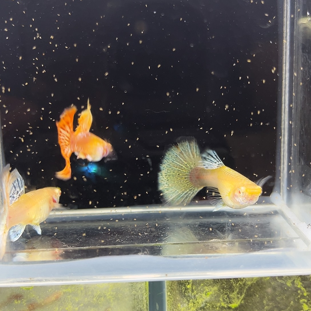 孔雀鱼红龙白子三条