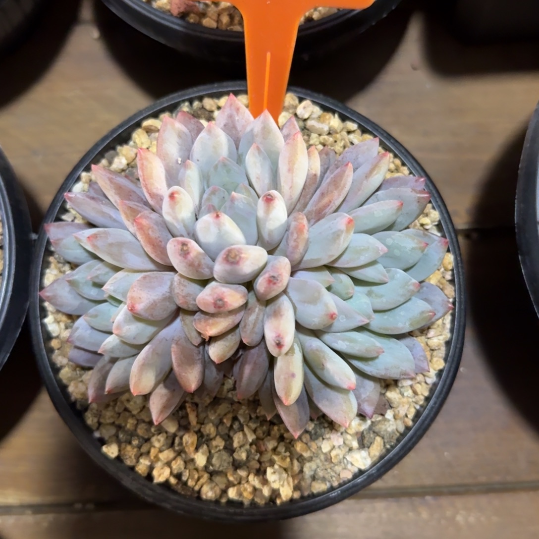 夏梦55555555555555