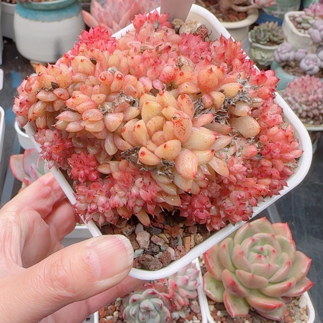 多肉植物6866……………