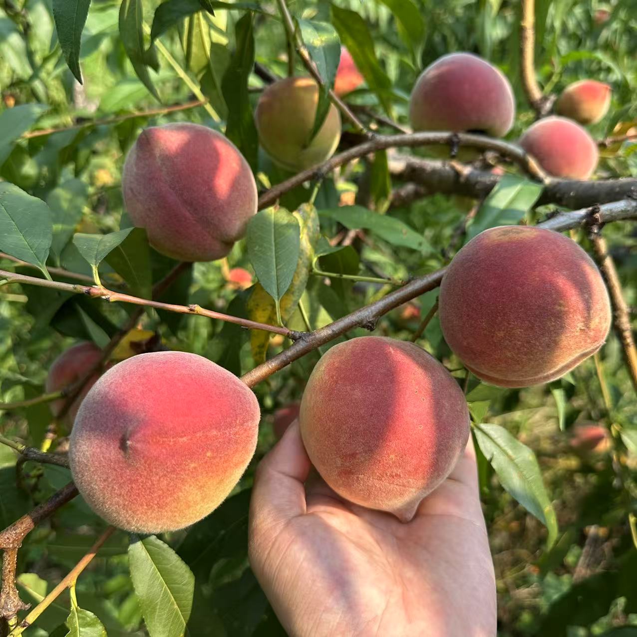 黄桃 黄金蜜 脆甜爽口 鲜果现采现发湖南张家界 桑植