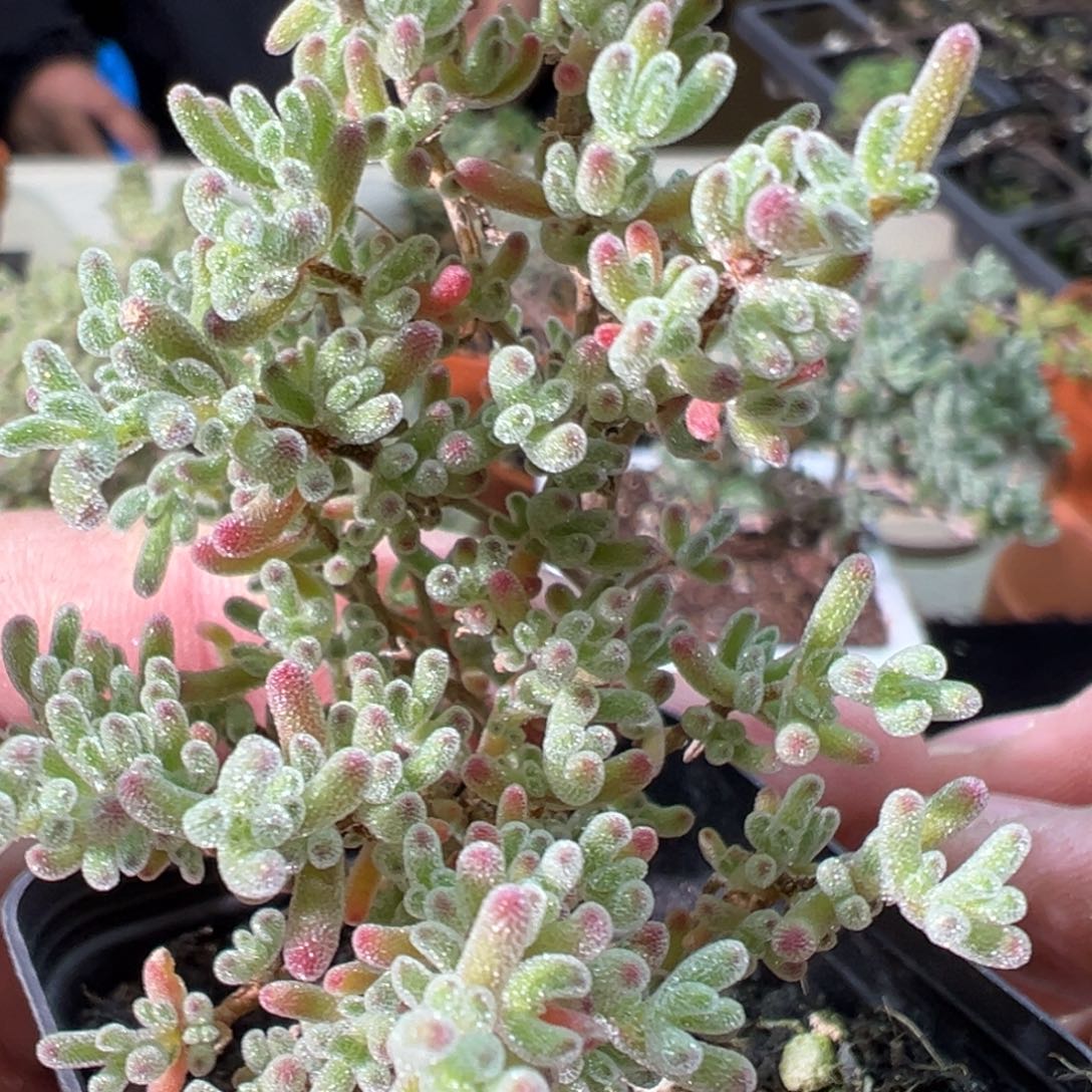 冰紫55杯老桩福利