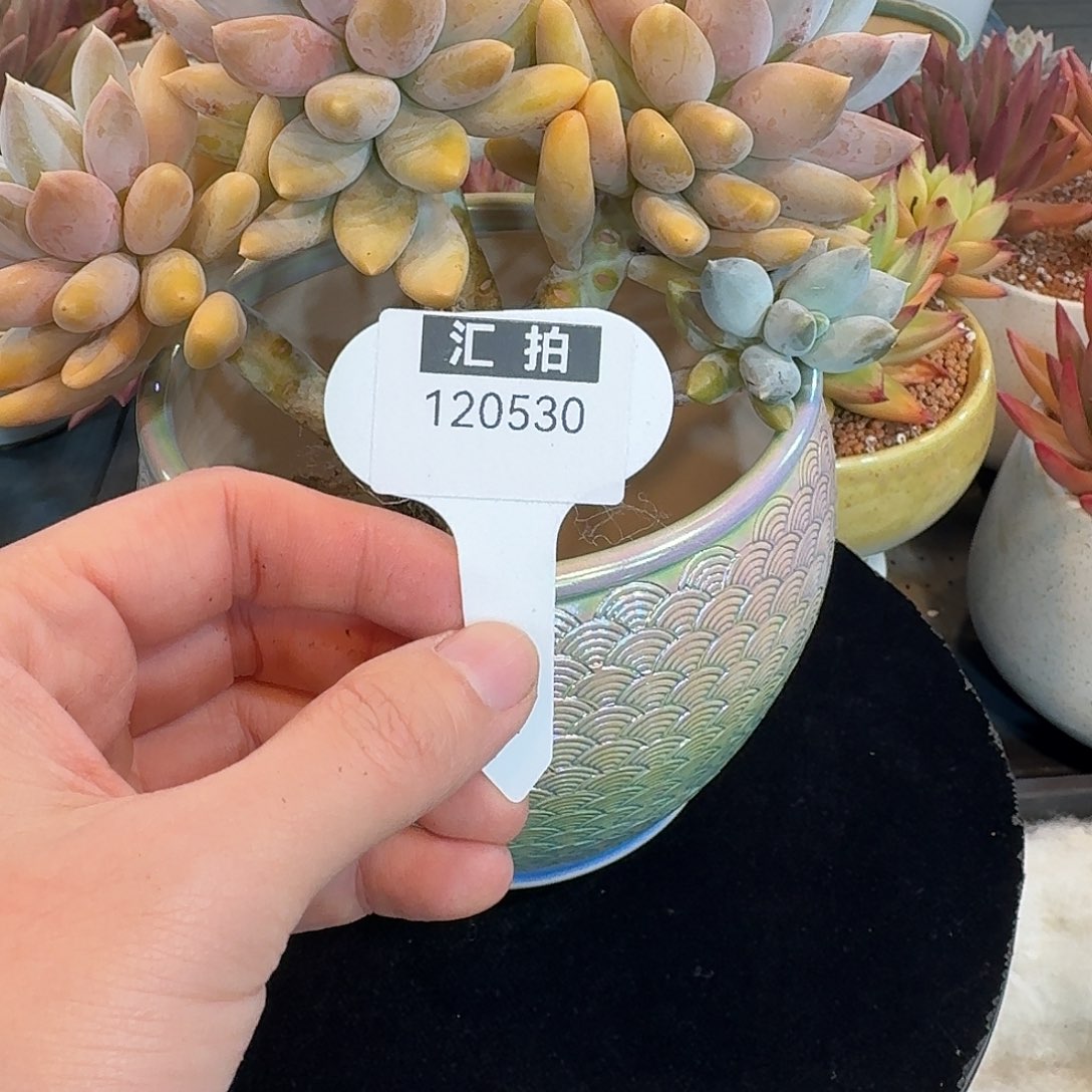 精品多肉植物120530