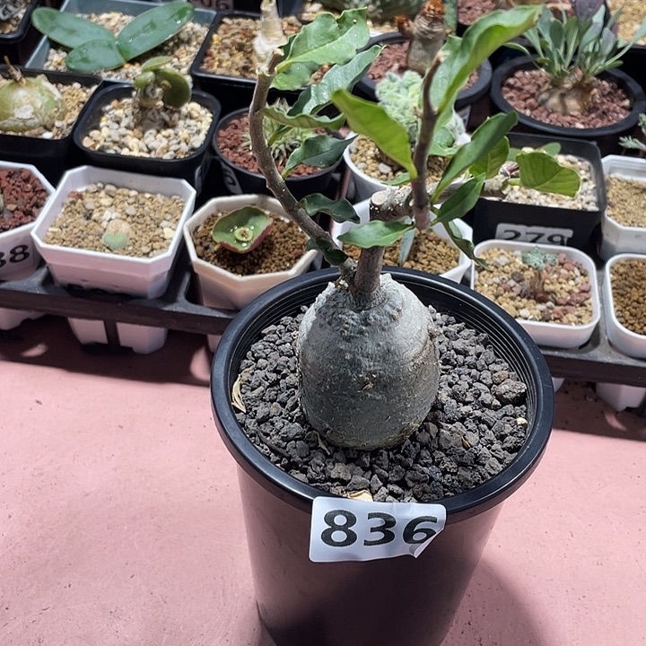 836大火星人块根，植物