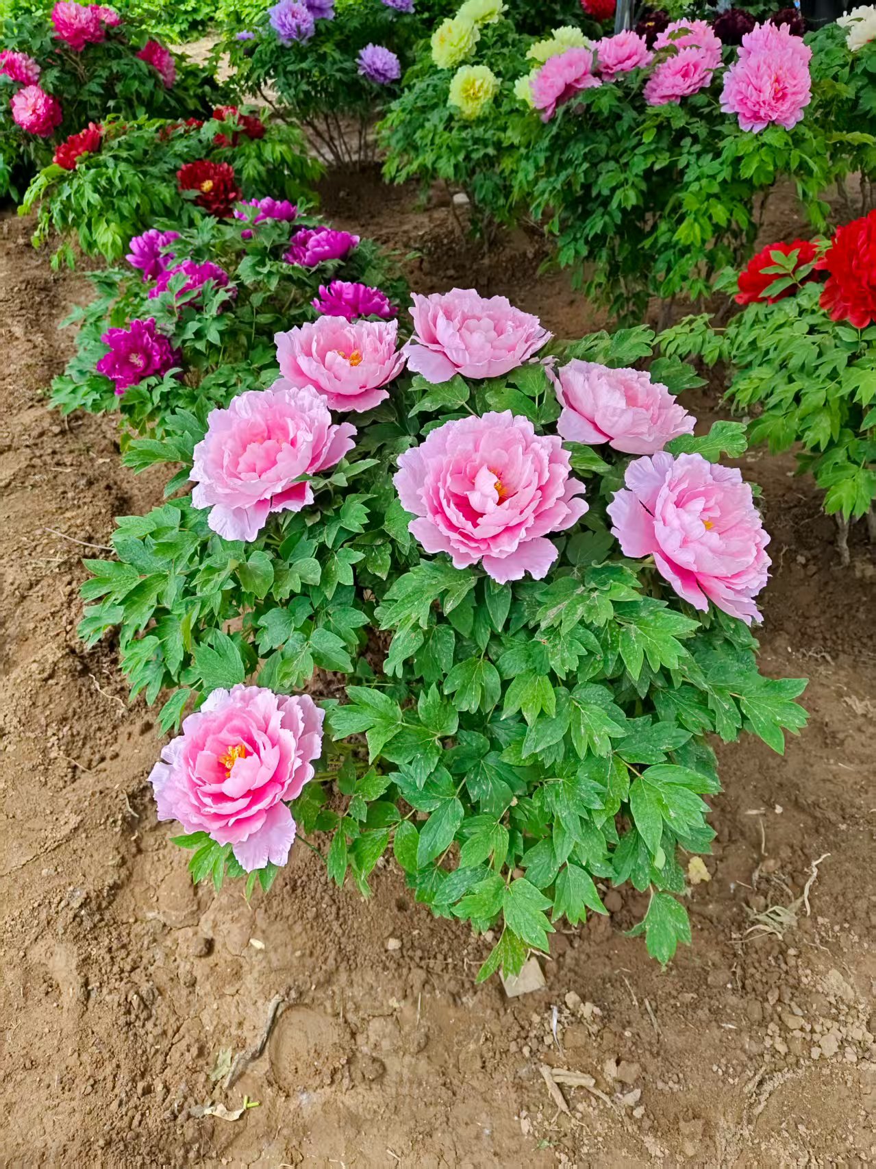 【玉芙蓉】正宗观赏牡丹重瓣千层庭院地栽盆栽