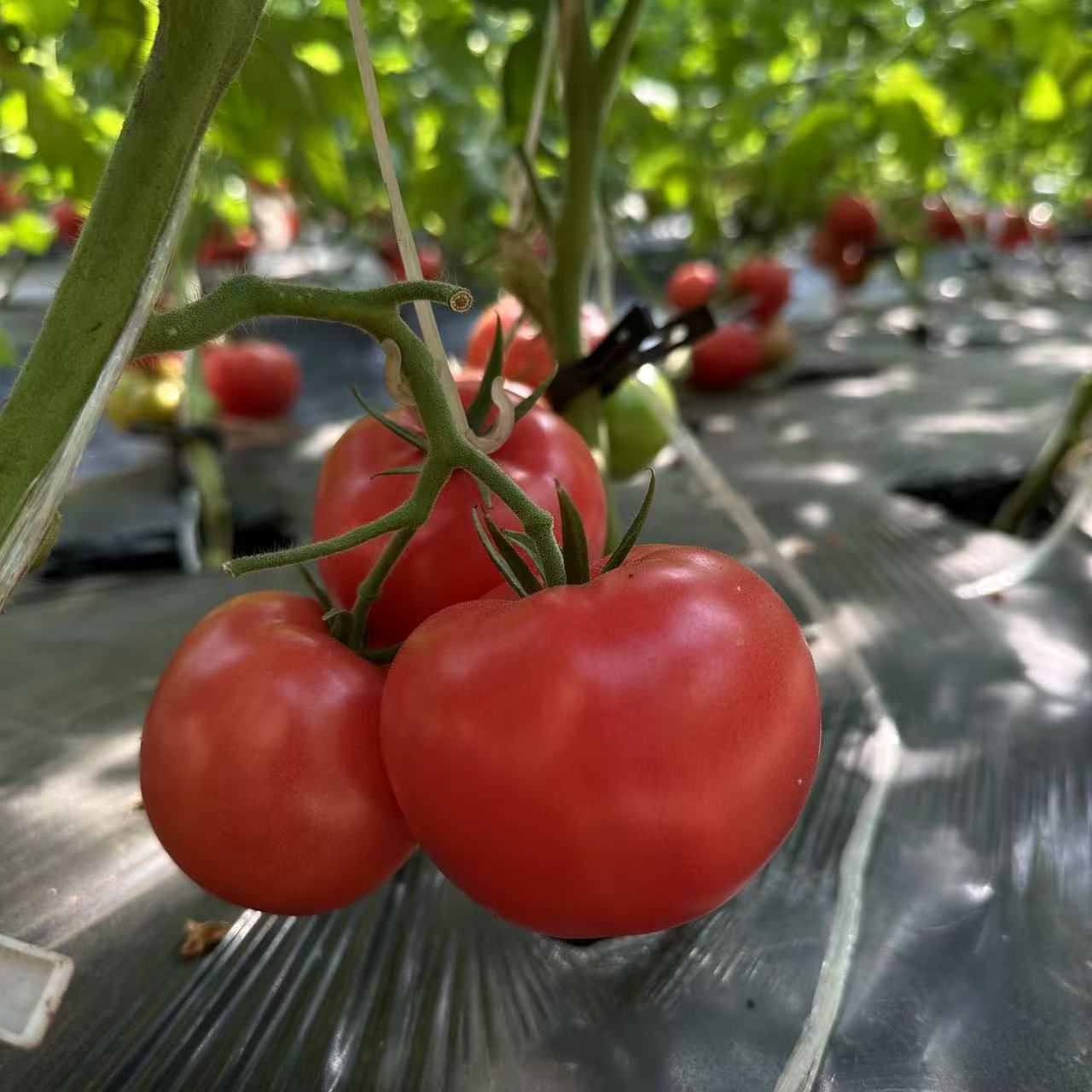 【福利款顺丰包邮】陕西泾阳普罗旺斯水果西红柿皮薄肉厚汁多沙瓤