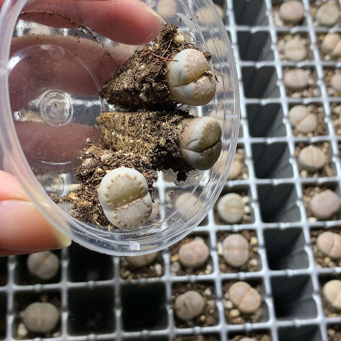 风****密E70多肉植物保护