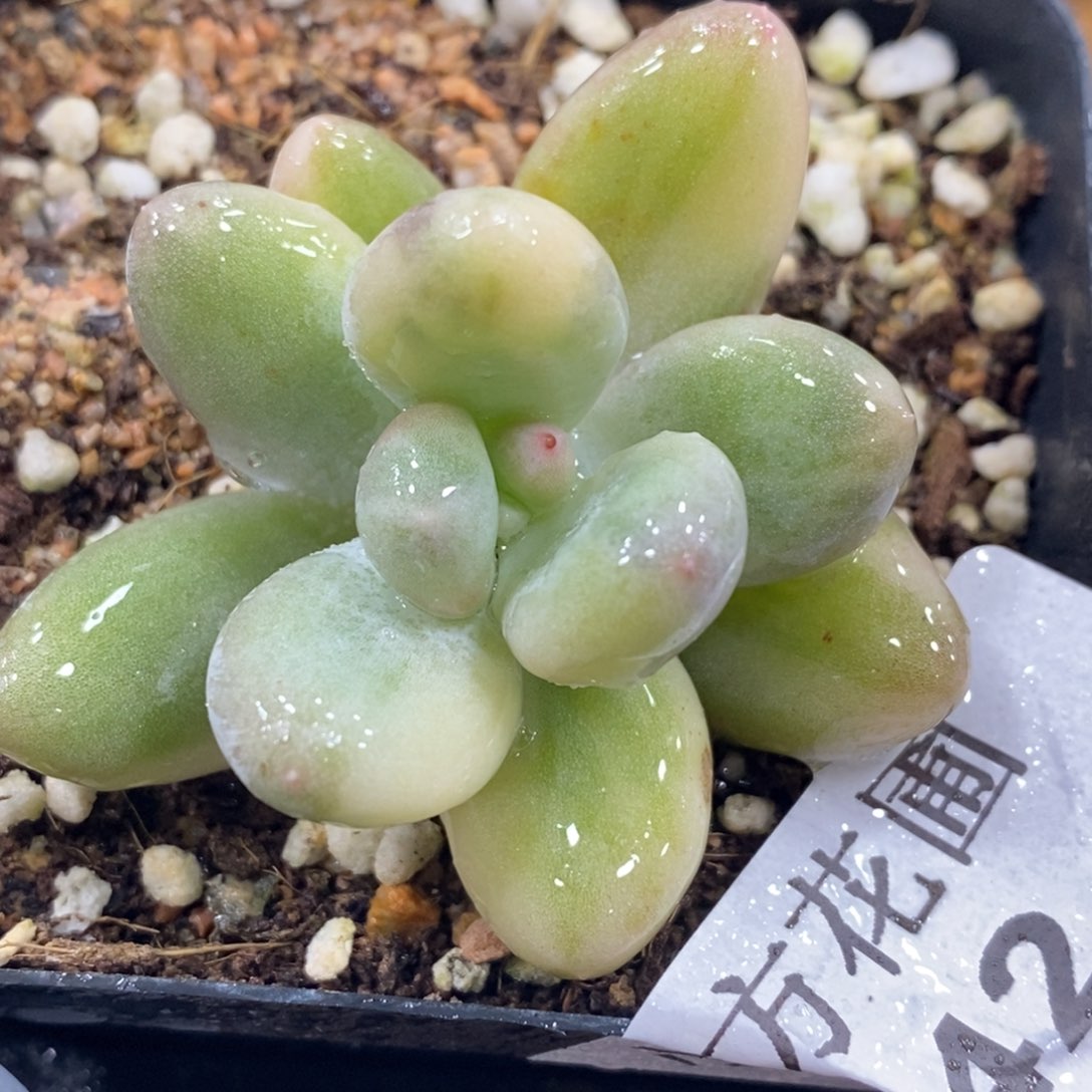 442蛋黄奶锦单头带根