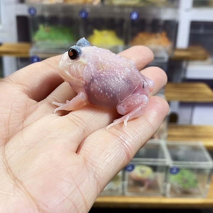 源***C角蛙421号三基因粉雪角蛙