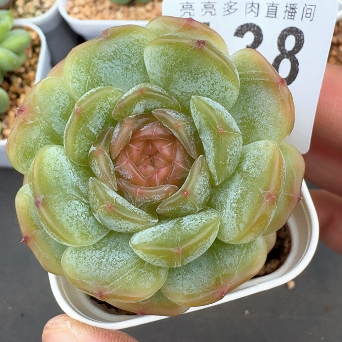 彩色恋人            精美多肉植物