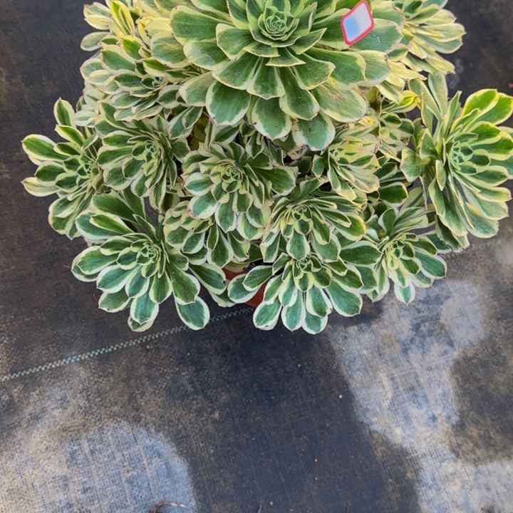 欧***山0000000000056白兰地