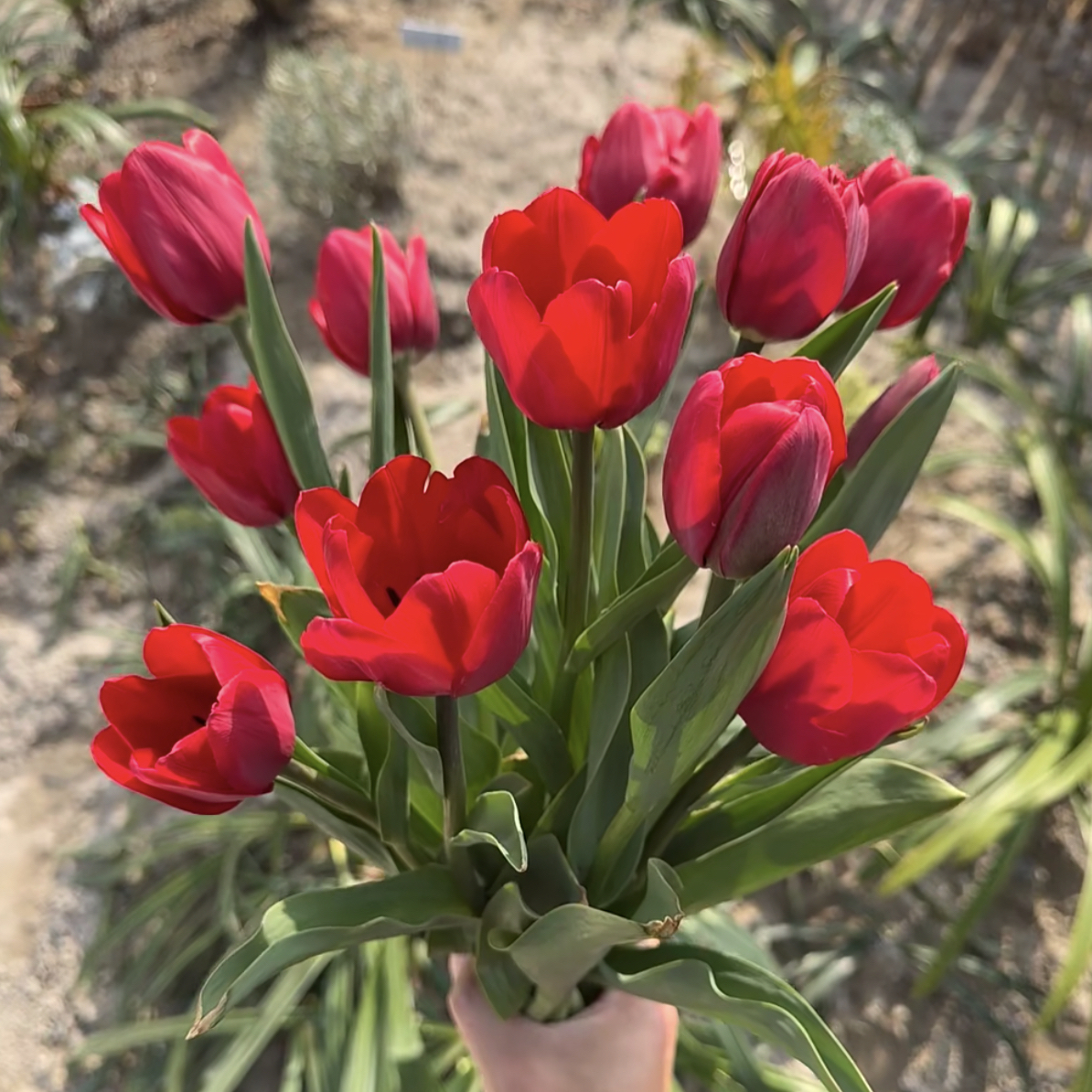 【顺丰包邮】红色郁金香法国之光鲜花基地直发水养花年宵花花期长