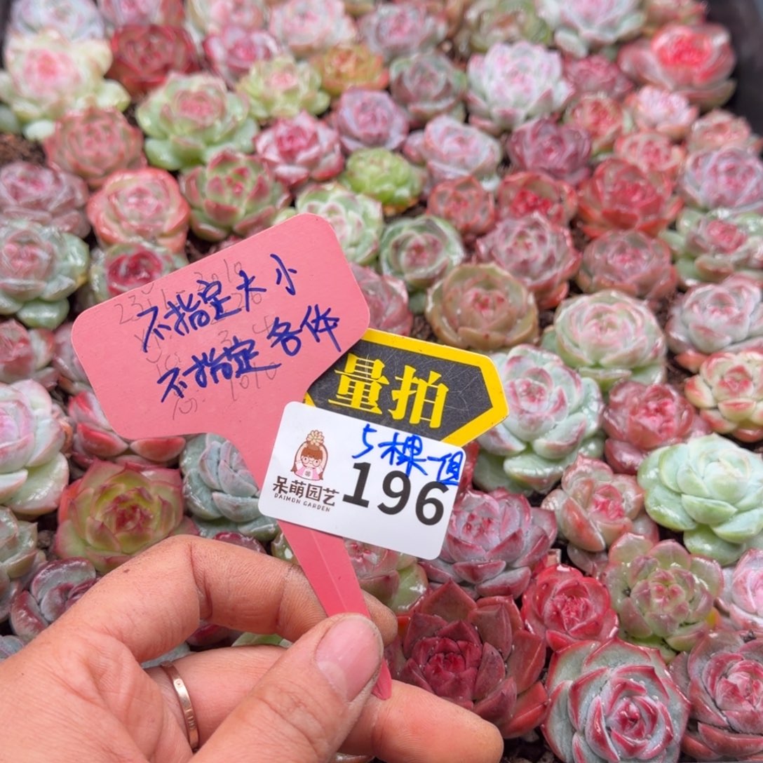 多肉植物多肉植物