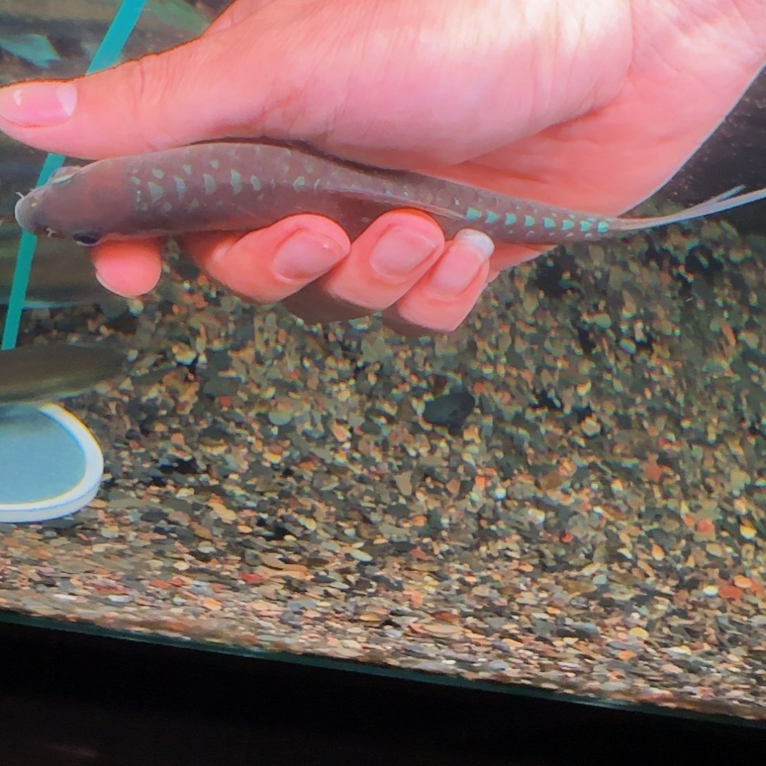 海水鱼bt蓝吉罗，淡水鱼