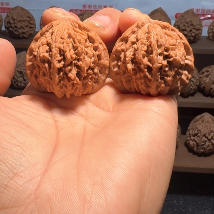 祺***辰秦岭野生流星雨狮子头