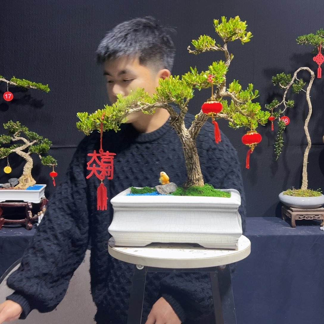 绿植广东黄杨木盆景