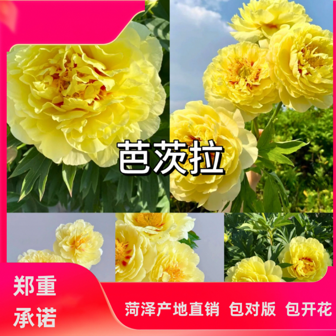 菏泽正宗重瓣芍药芭茨拉进口品种黄色系花卉可盆栽地栽庭院阳台种